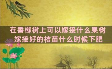 在香橼树上可以嫁接什么果树 嫁接好的桔苗什么时候下肥